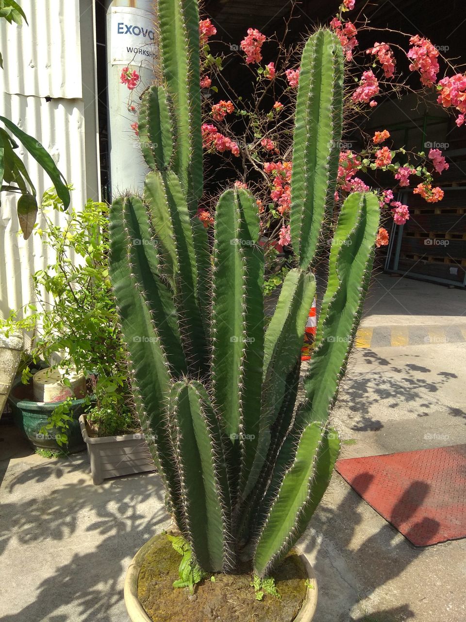 Aloe Vera family plant