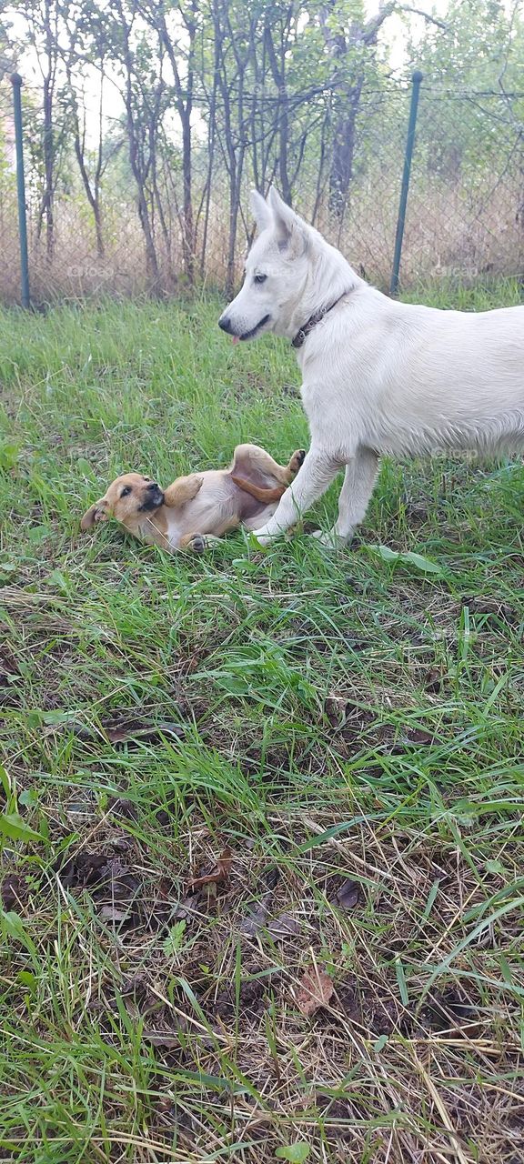 dogs in excited play