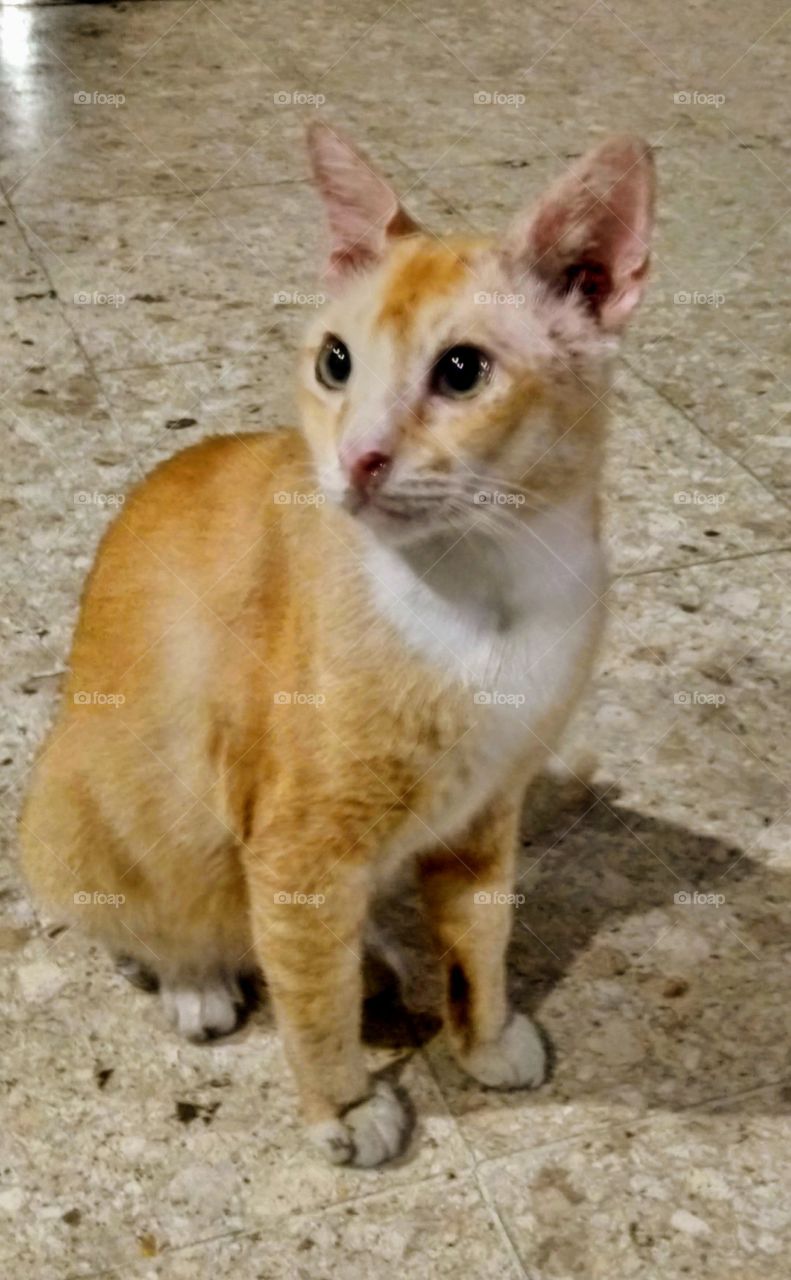orange white cat