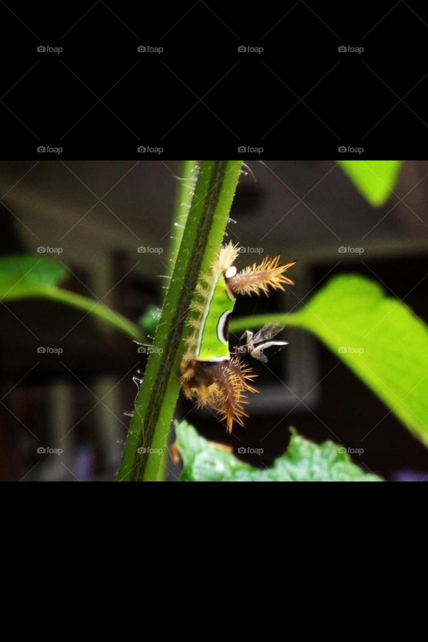 Saddleback caterpillar 