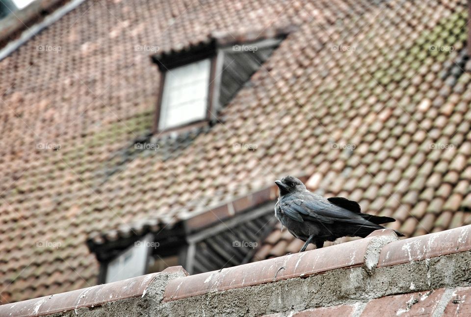 Jackdaw on the roof. Jackdaw on the roof