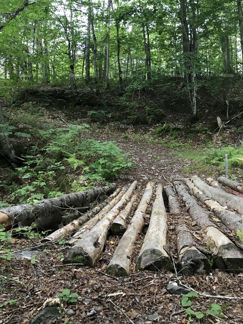 An old wooden bridge on an abandoned path through the woods. Nova Scotia, Canada.