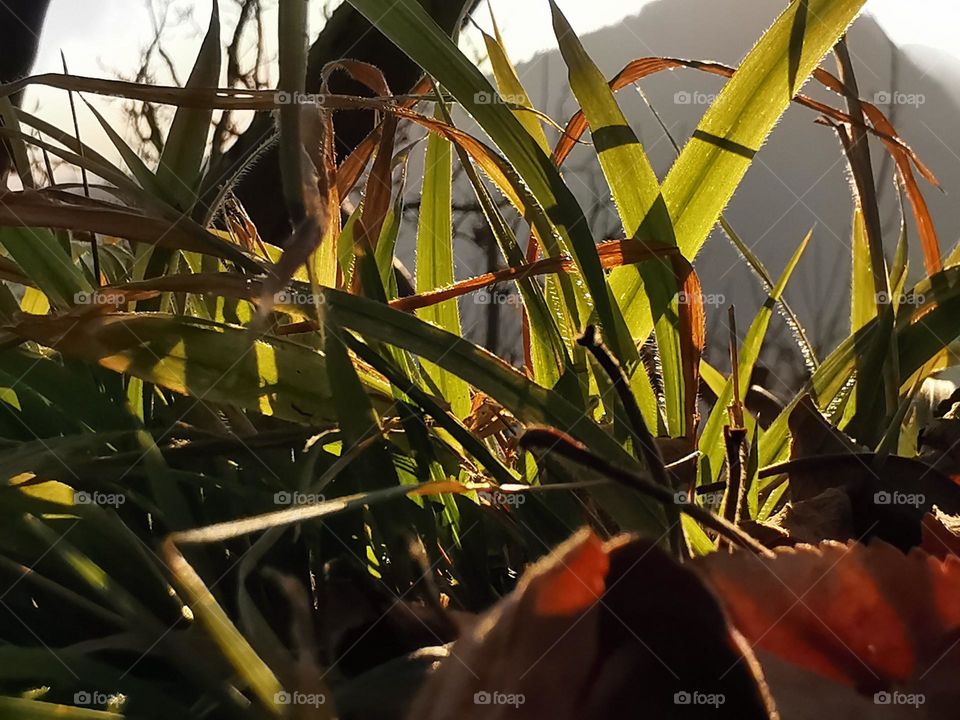 Grass fed land in fall 