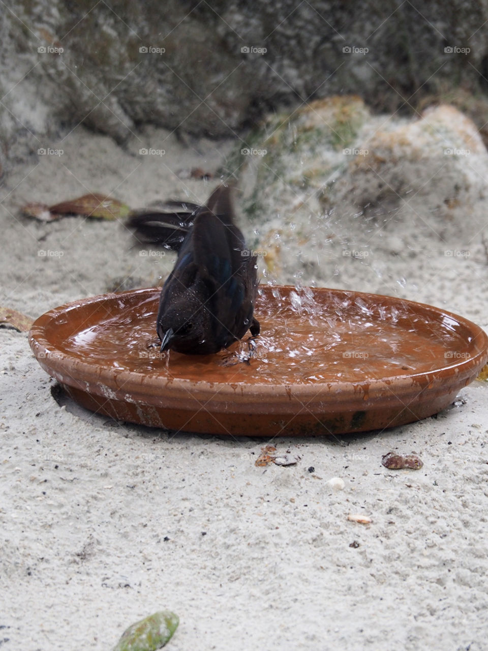 Shake it Off. Grackle shaking off water while taking a bath