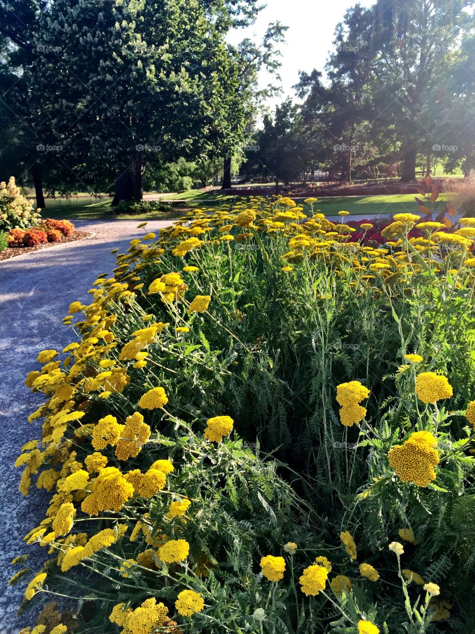 Golden Yarrow