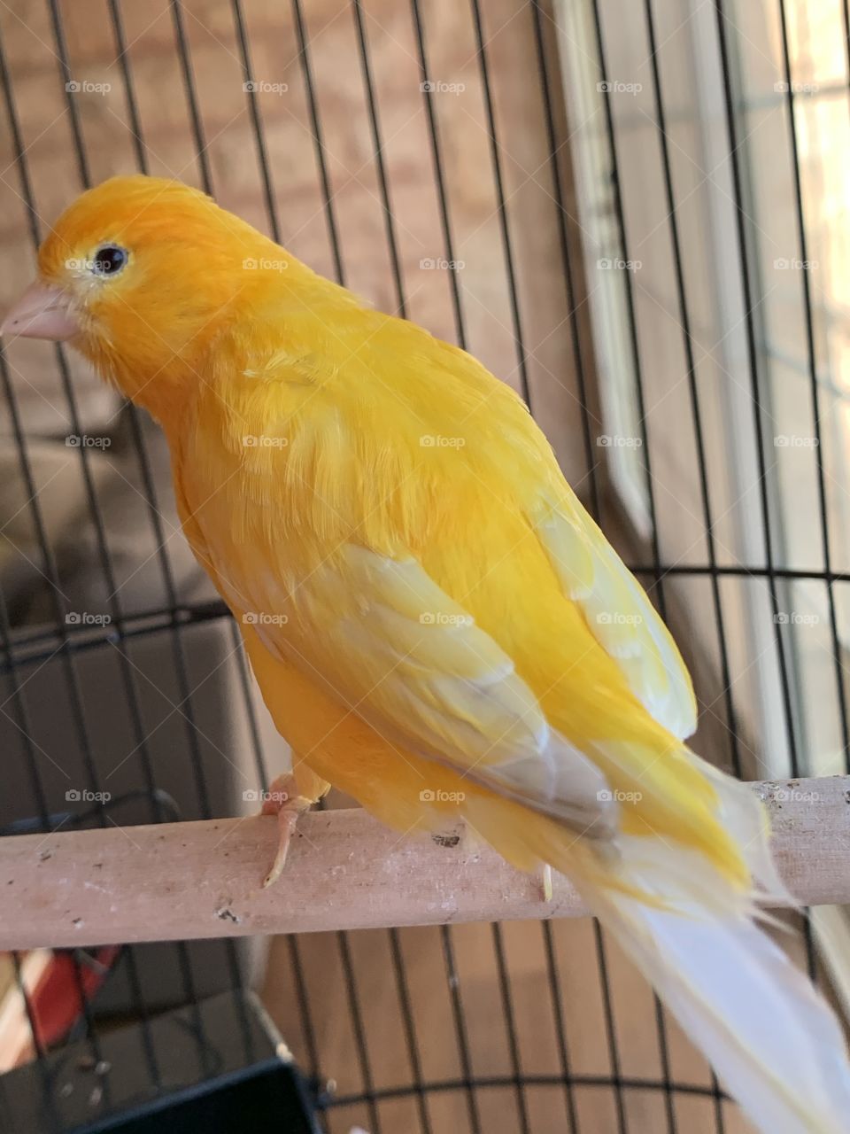Canary