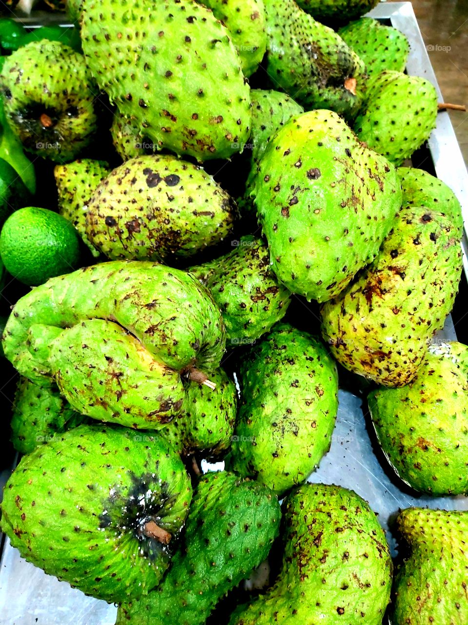 Annona muricata (common Spanish name: guanábana) is a species of the genus Annona of the custard apple tree family, Annonaceae, which has edible fruit. The fruit is usually called soursop due to its slightly acidic taste when ripe. Best anti oxidant.