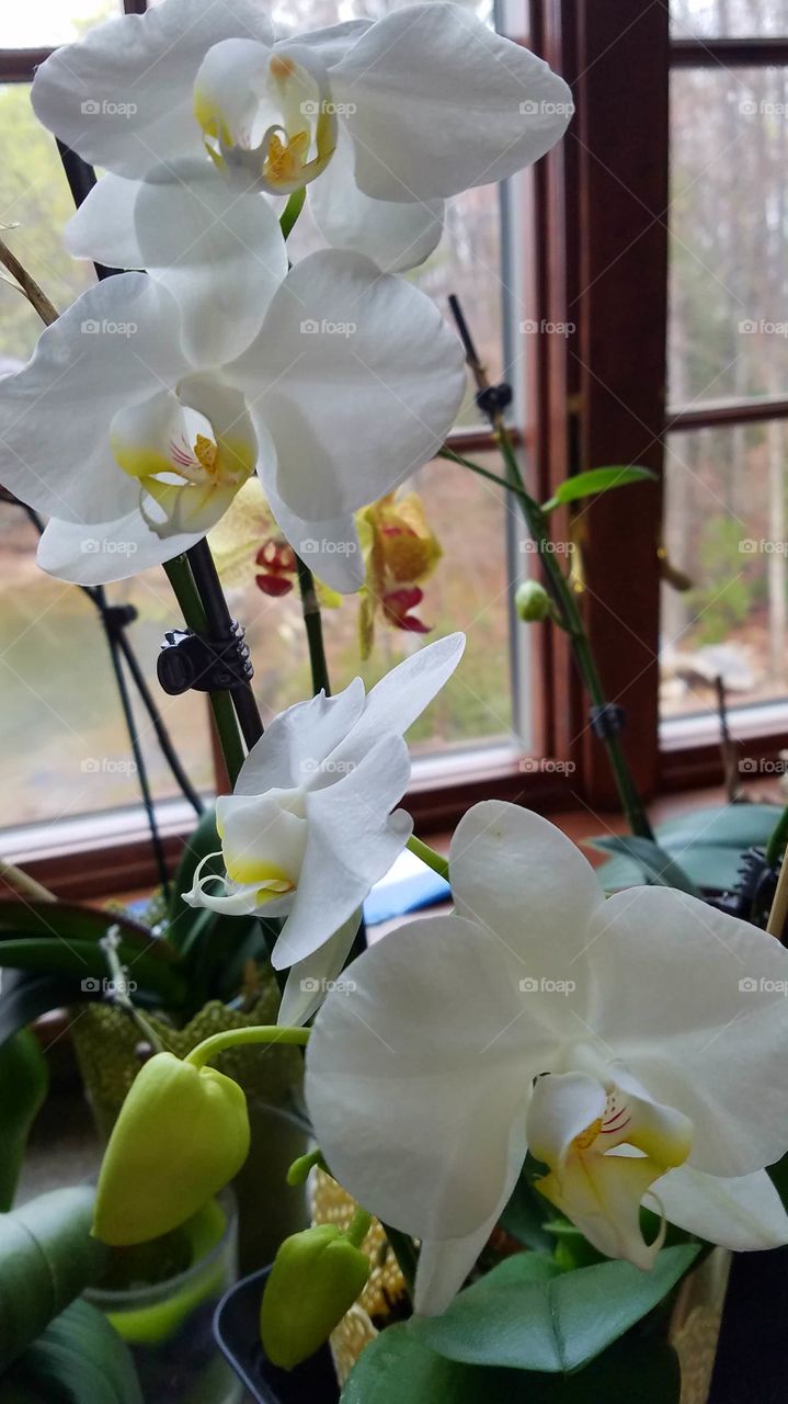 white orchids in the kitchen.