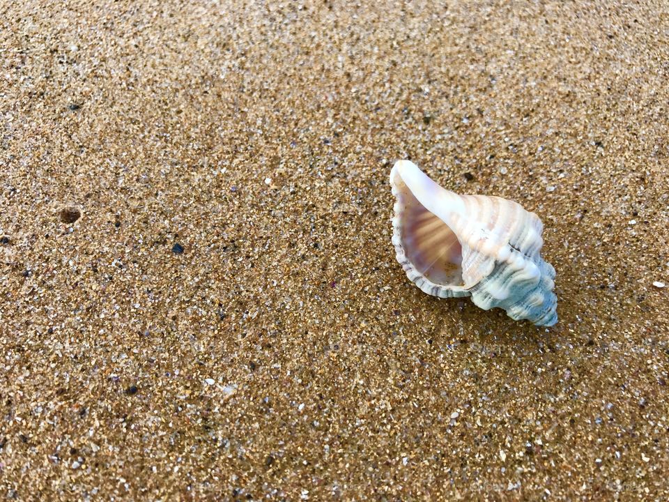 Sea shell on the sand at Surf Beach 