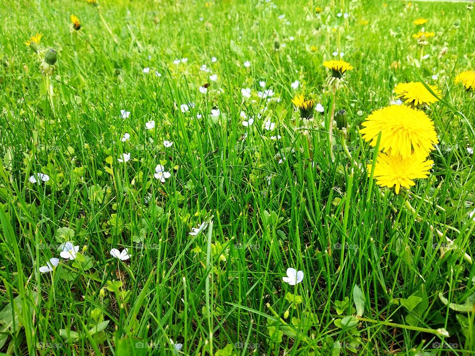 Beautiful spring grass and flowers, lawn in the garden