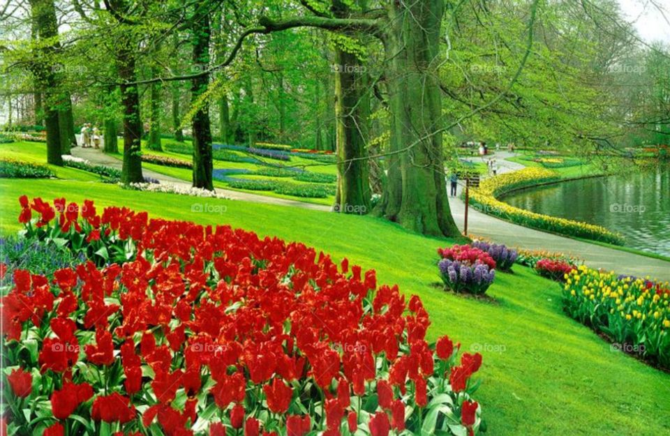 Flower Garden of red flower with beautiful Nature