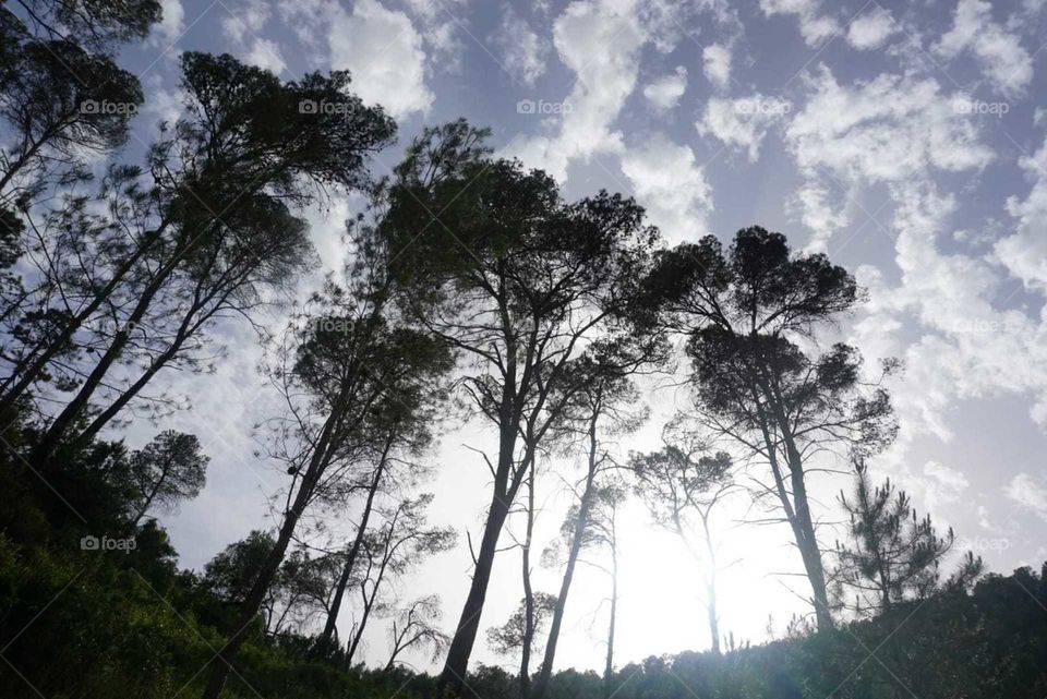 Forest#nature#trees#sky#clouds#perspective