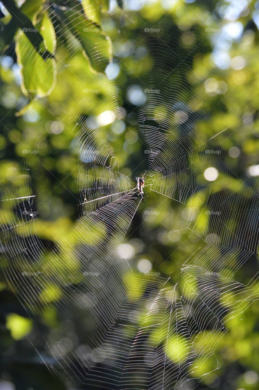 Spider web