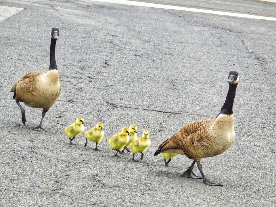 Geese at Target