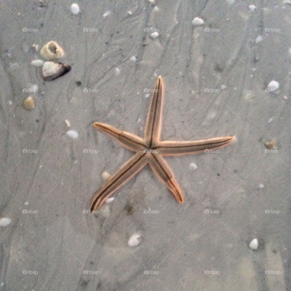 Starfish 