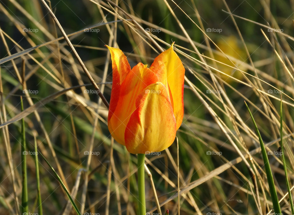 Wild tulip