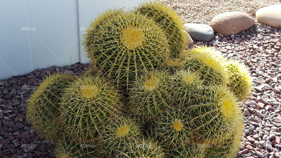 many cacti
