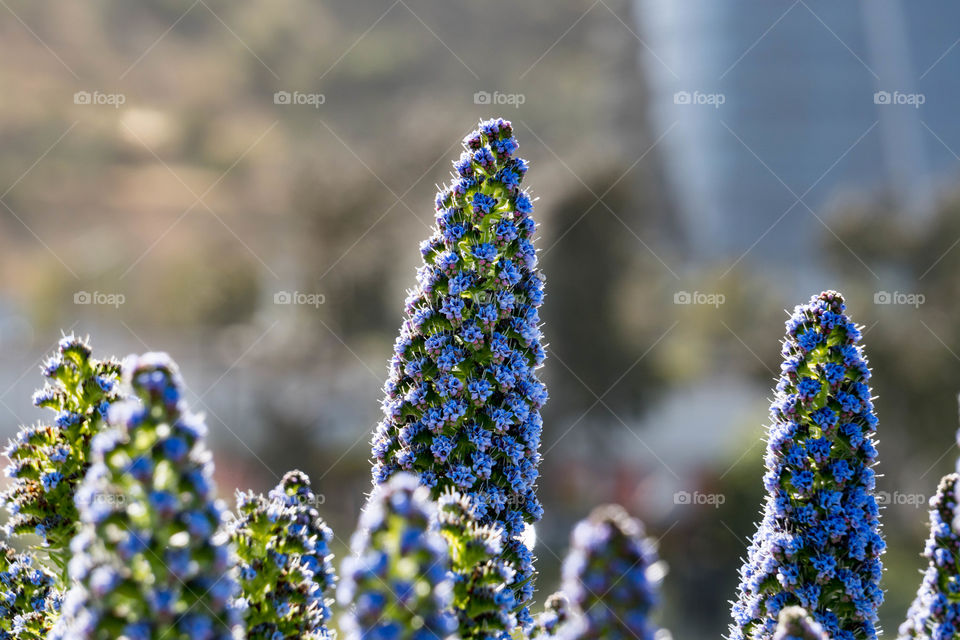 Blue Flower Clusters