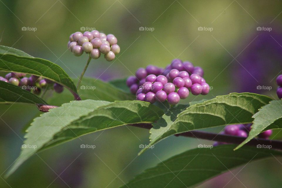 Purple plant flowers tiny micro green fresh blossom pastel