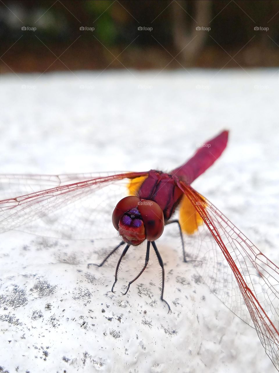 A beautiful red dragonfly.