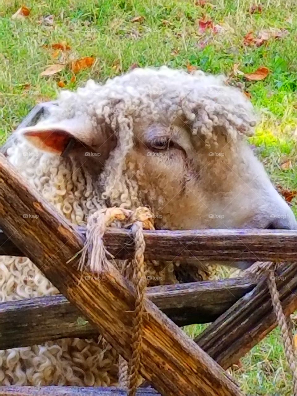 Ms. Sheep