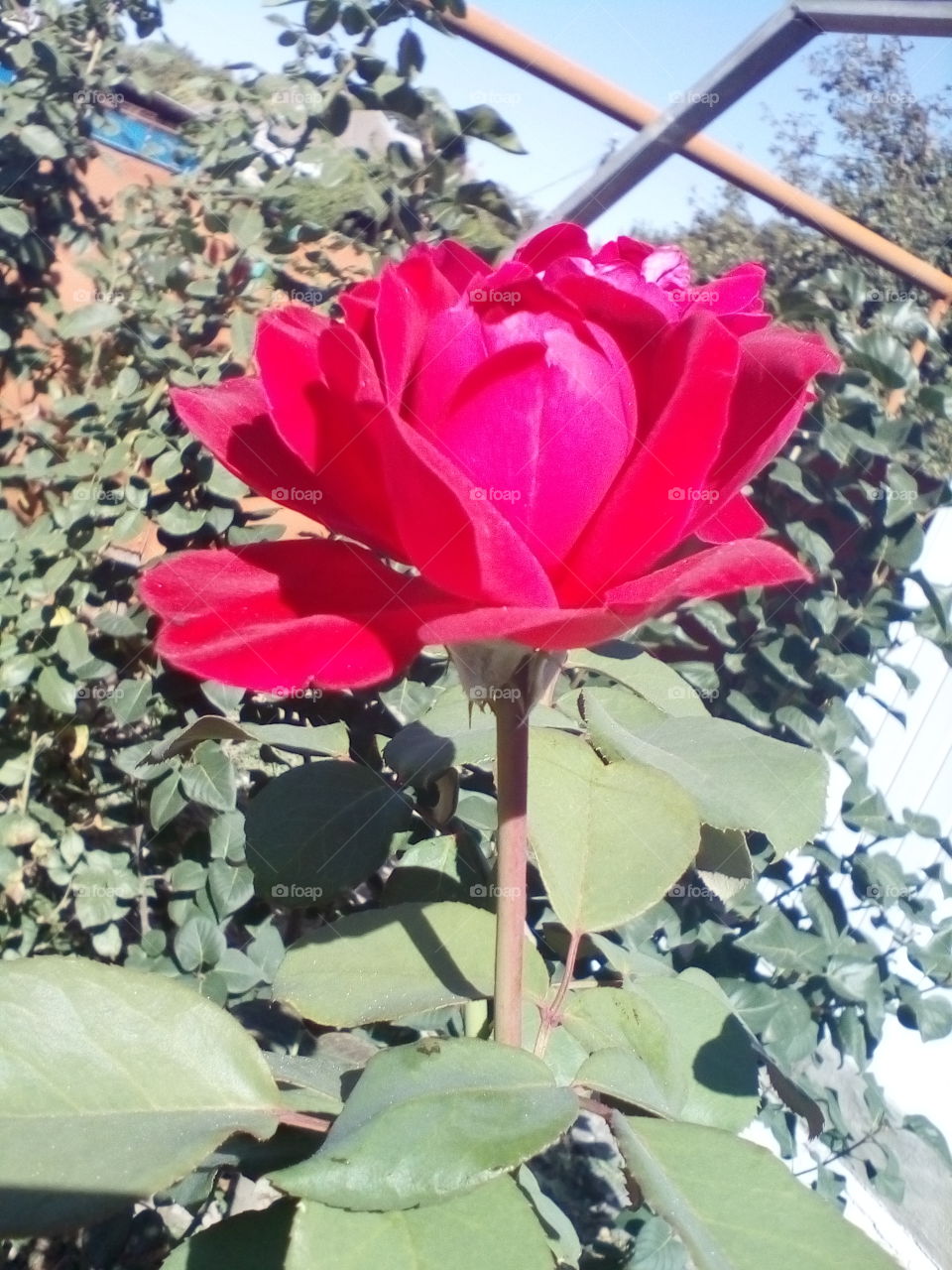 rose