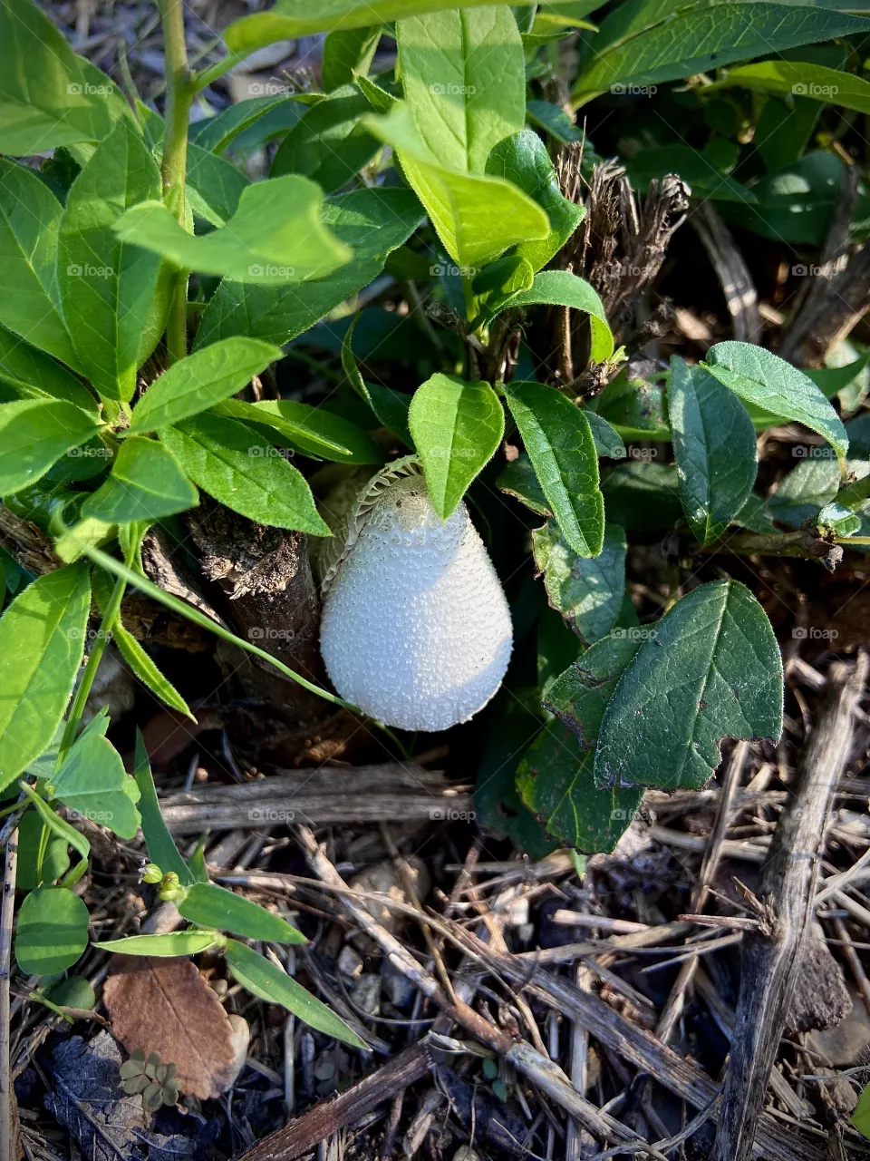 Mushrooms 