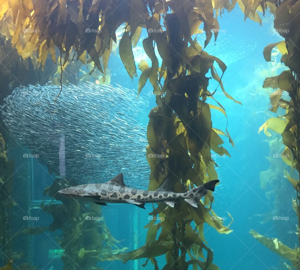 A leopard shark swimming through a kelp forest in the exhibit at the Monterey Bay Aquarium.