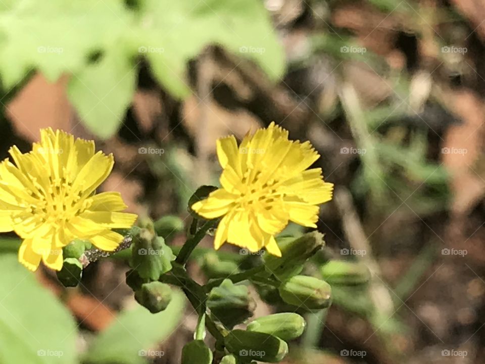 Yellow tiny flowers 