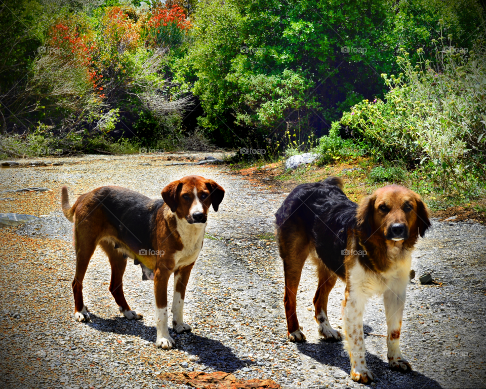 stray dogs on the road to nowhere