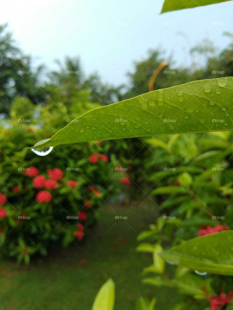 green leaves in the water drop