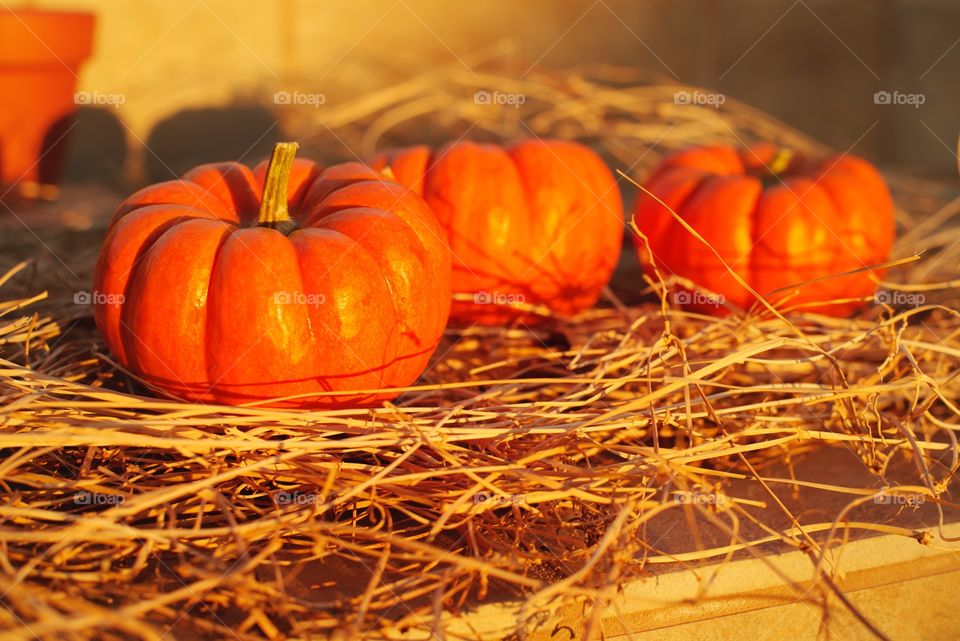 Mini pumpkins