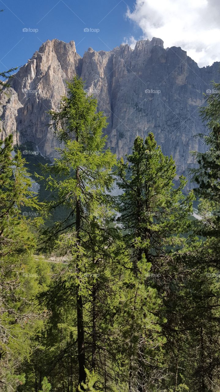 High trees in the mountains