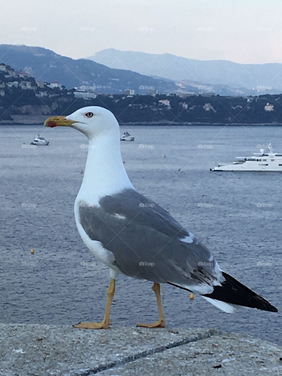 Mister Seagull admiring Riviera coastline at evening