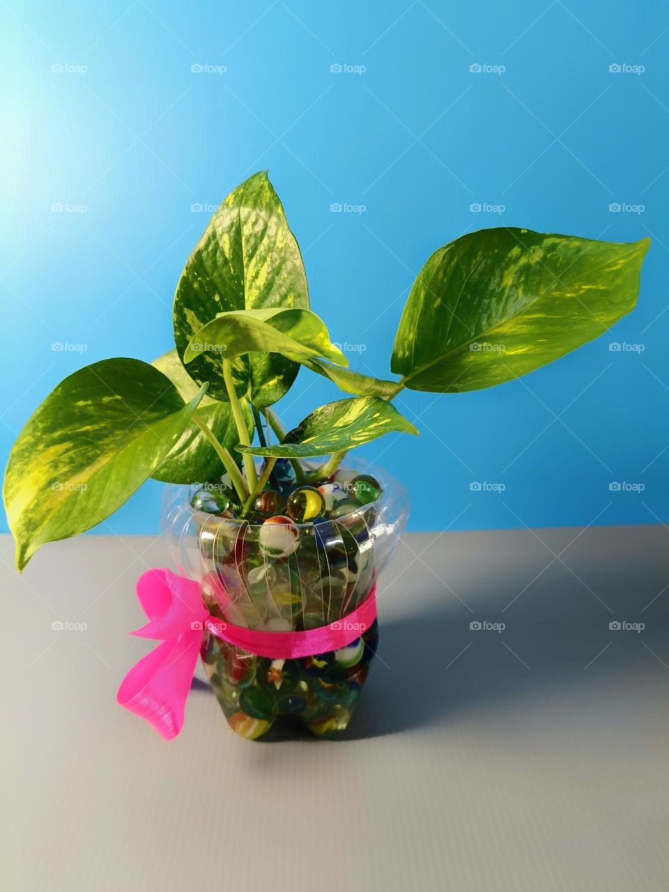 The money plant grows in the plastic bottle on blue and grey background.Reuse concept.
