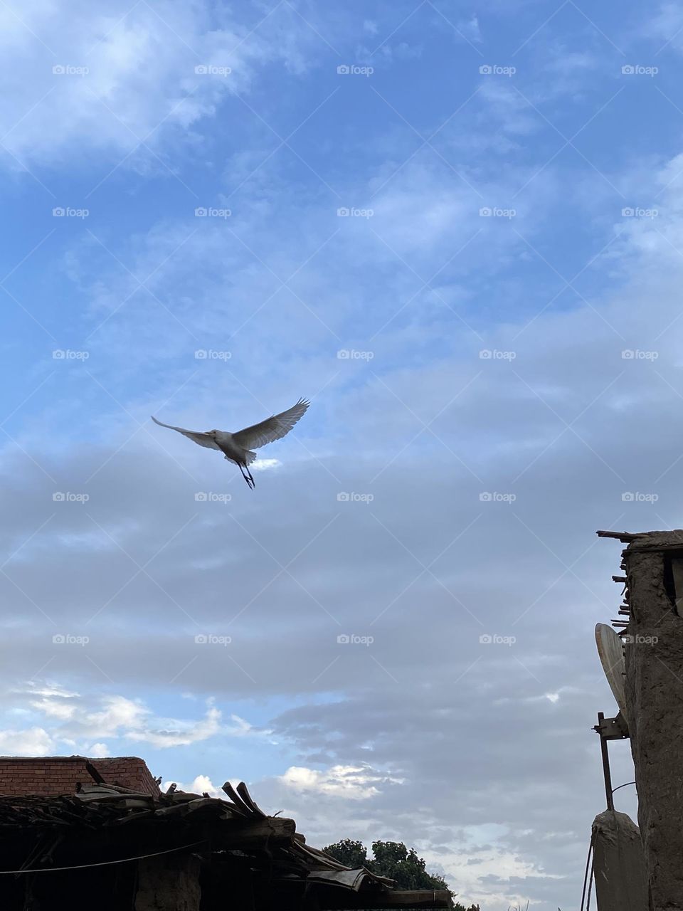 A bird flying in the cloudy sky 