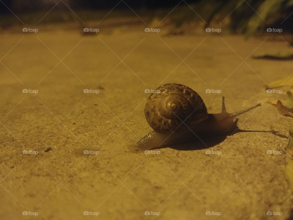 Shell, Beach, Shellfish, Snail, Gastropod