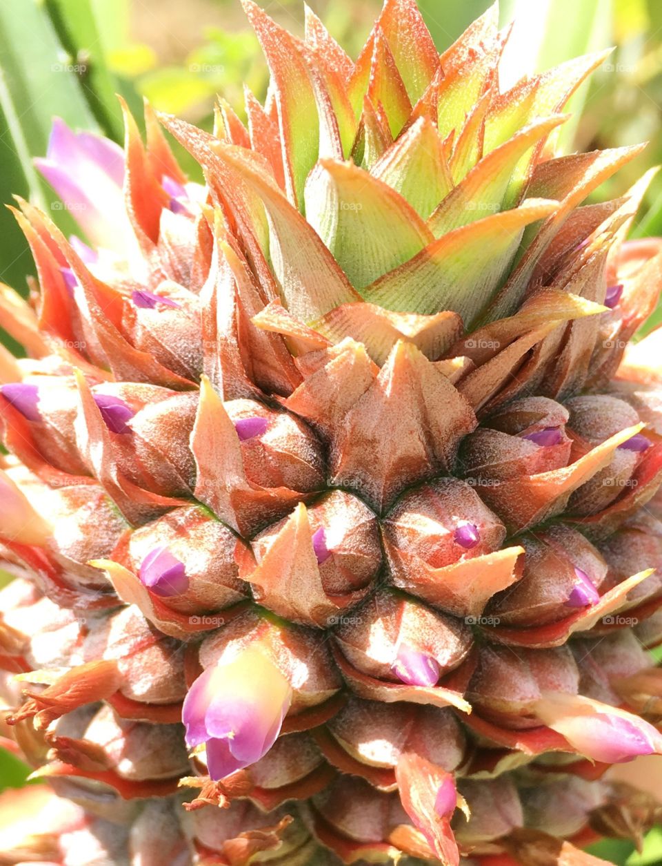 Pineapple sprout closeup