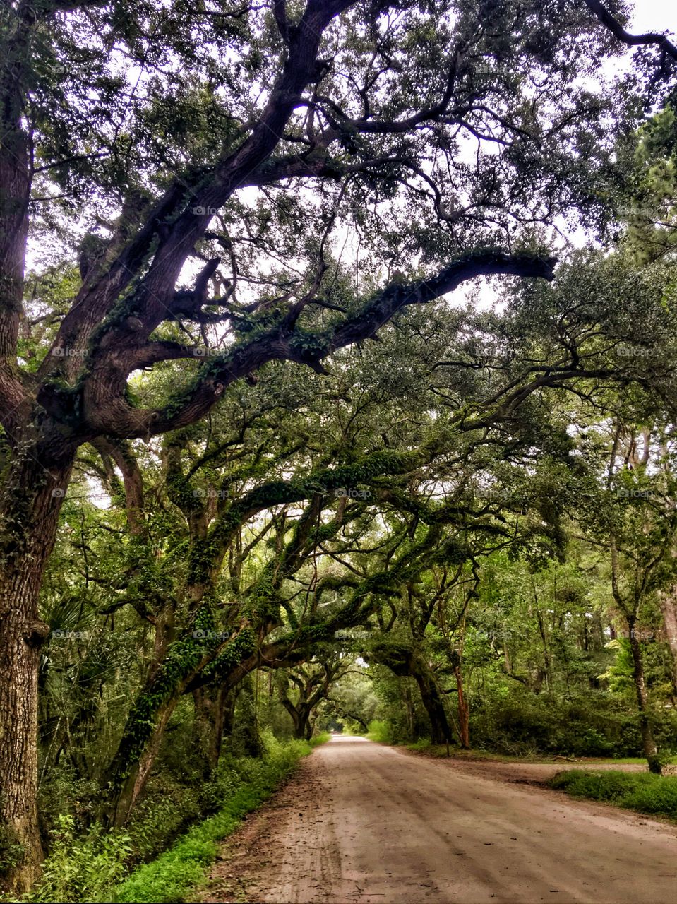 Low Country Road Trip, Live Oaks Tunnel Kiawah Island South Carolina