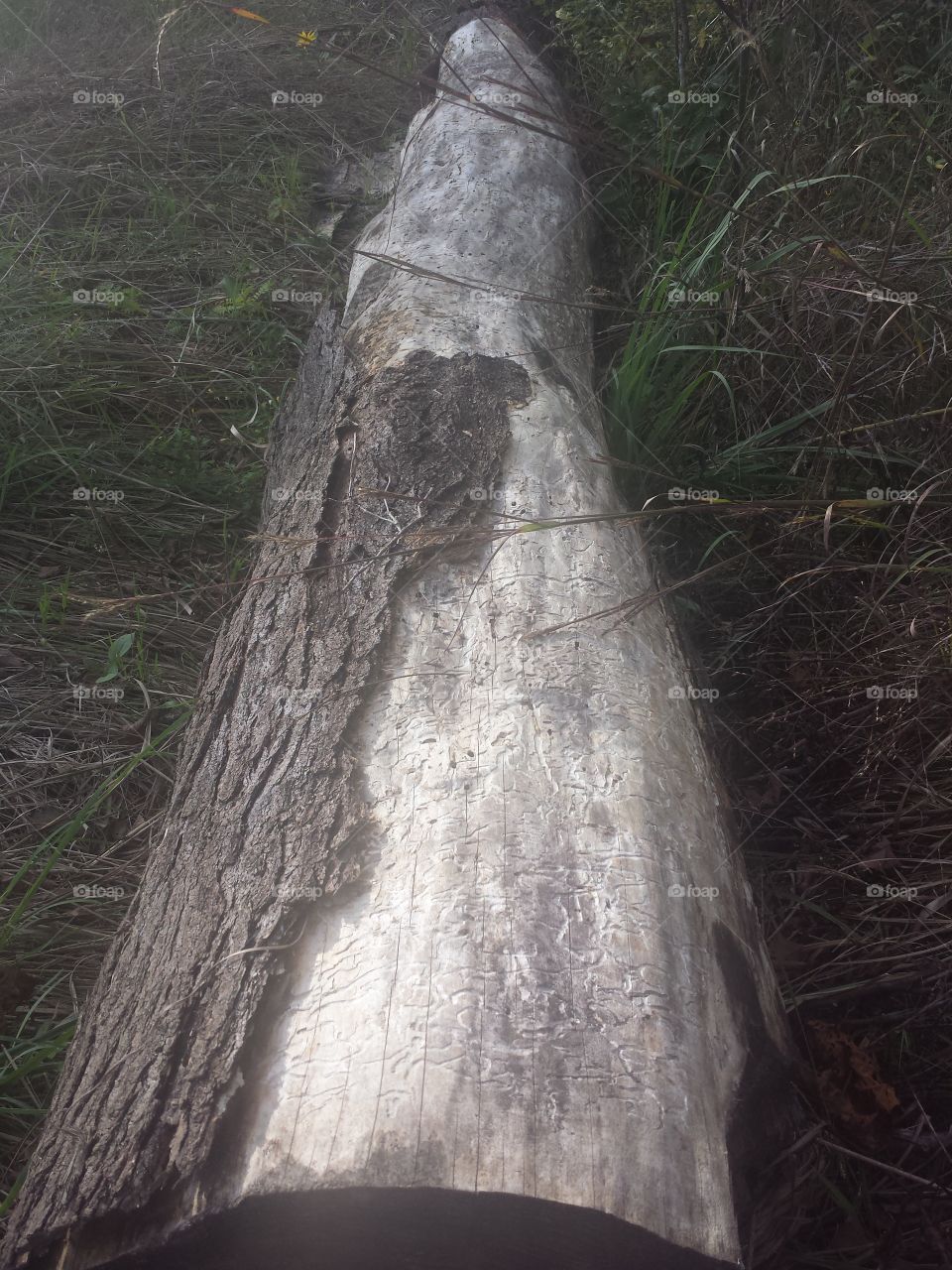 developmental elements