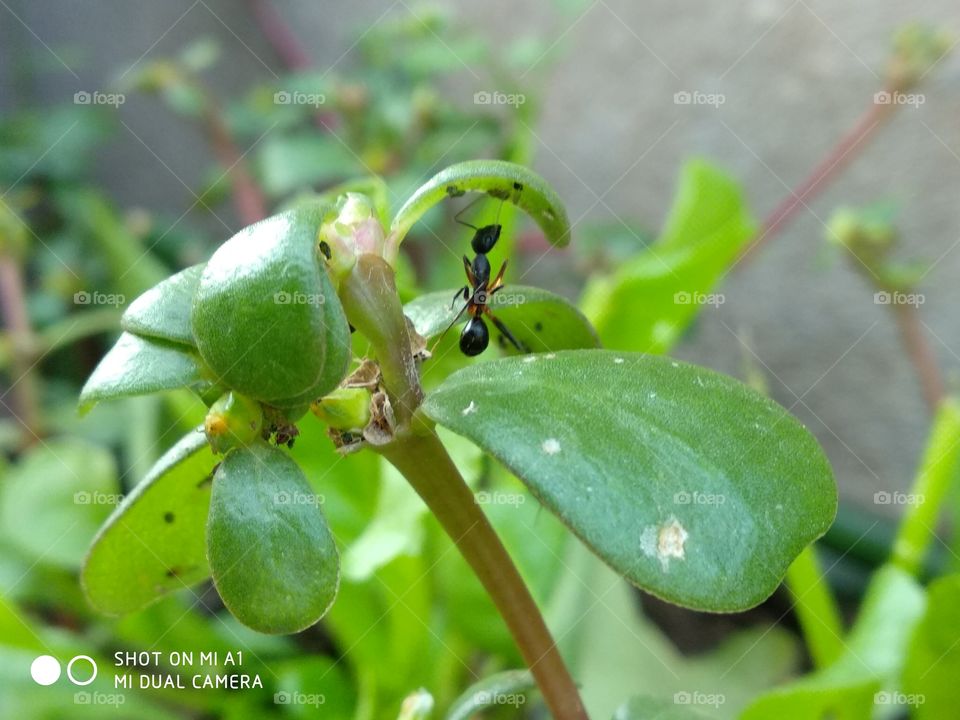 when carpenter ant climbing