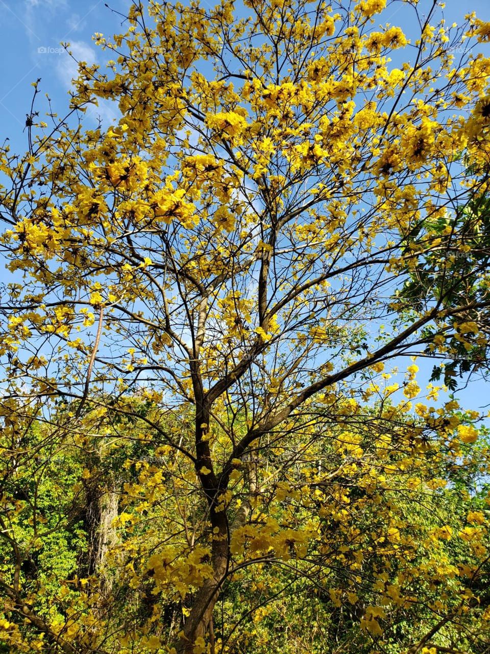 Bright yellow, sunny day in spring just blending in with the greens and the blue sky