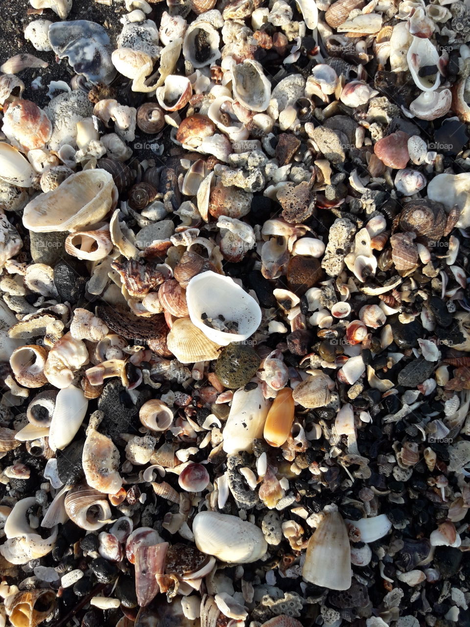 seaside seashells