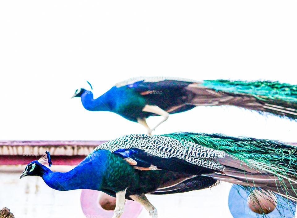 xerox of original..  #indian peafowl
