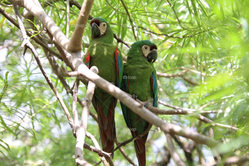 Green parrots