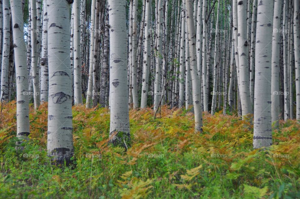 Colorful underbrush makes this dark aspen grove come to life on a fall day in the mountains. 1