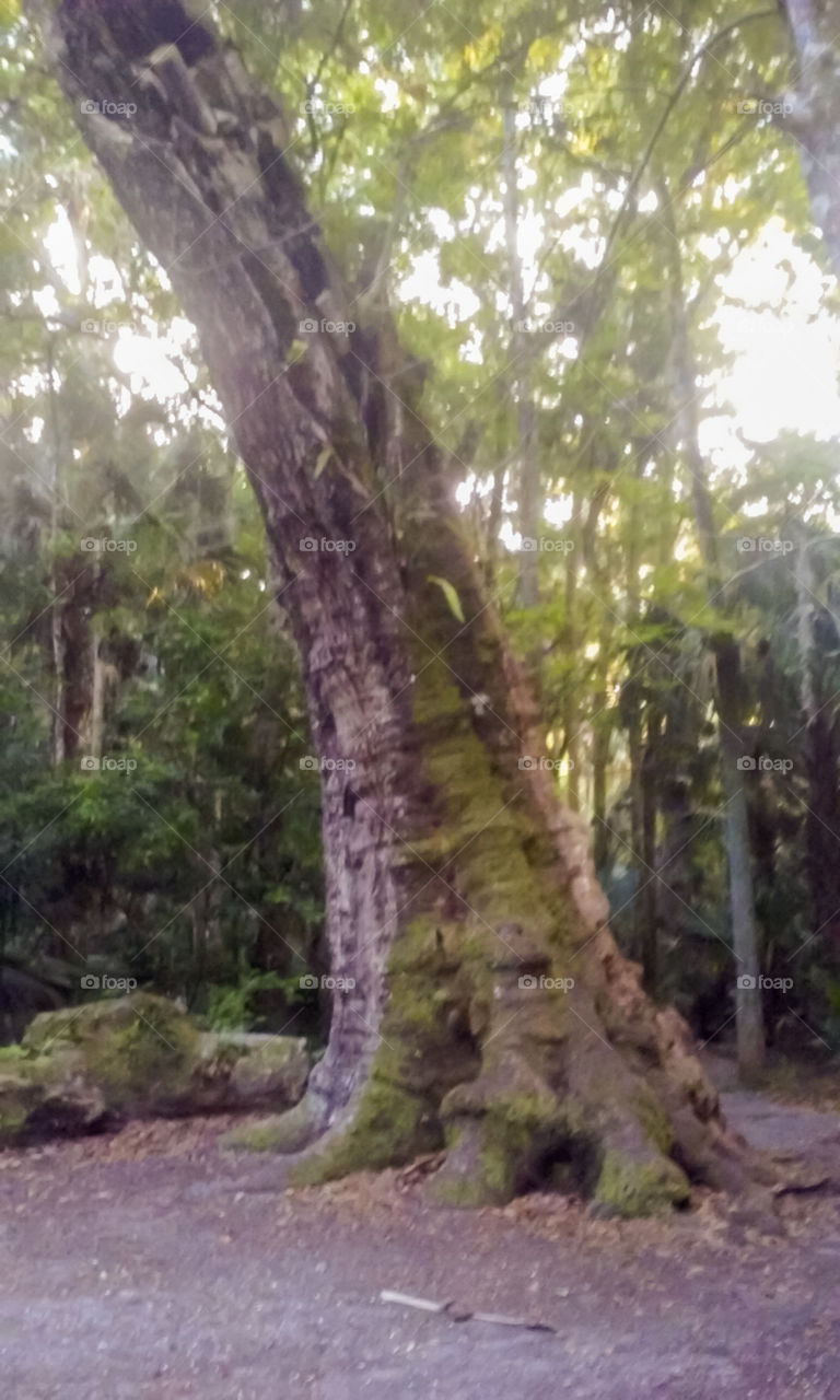 1000 year old tree still going