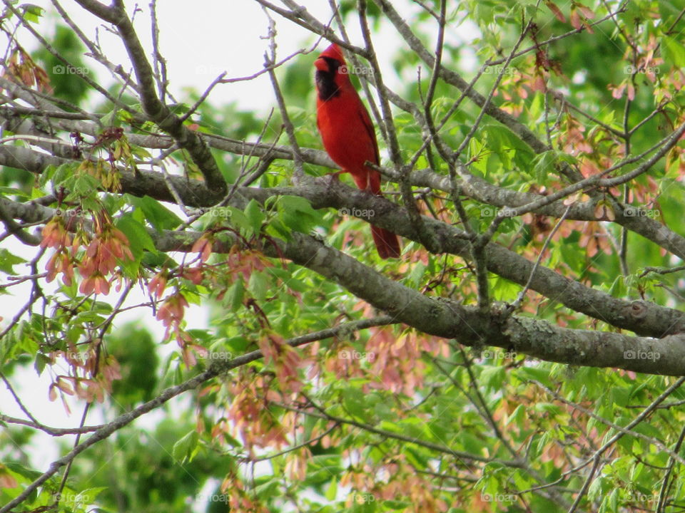 Male Cardinal singing in a tree