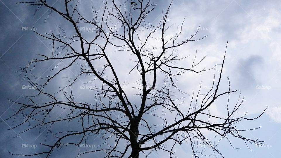 Tree and sky