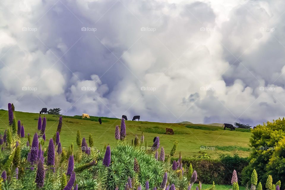 Cows grazing in a beautiful open field in Bodega Bay California, with beautiful Pride of Medeira in the foreground and absolutely stunning cloud formations in the background